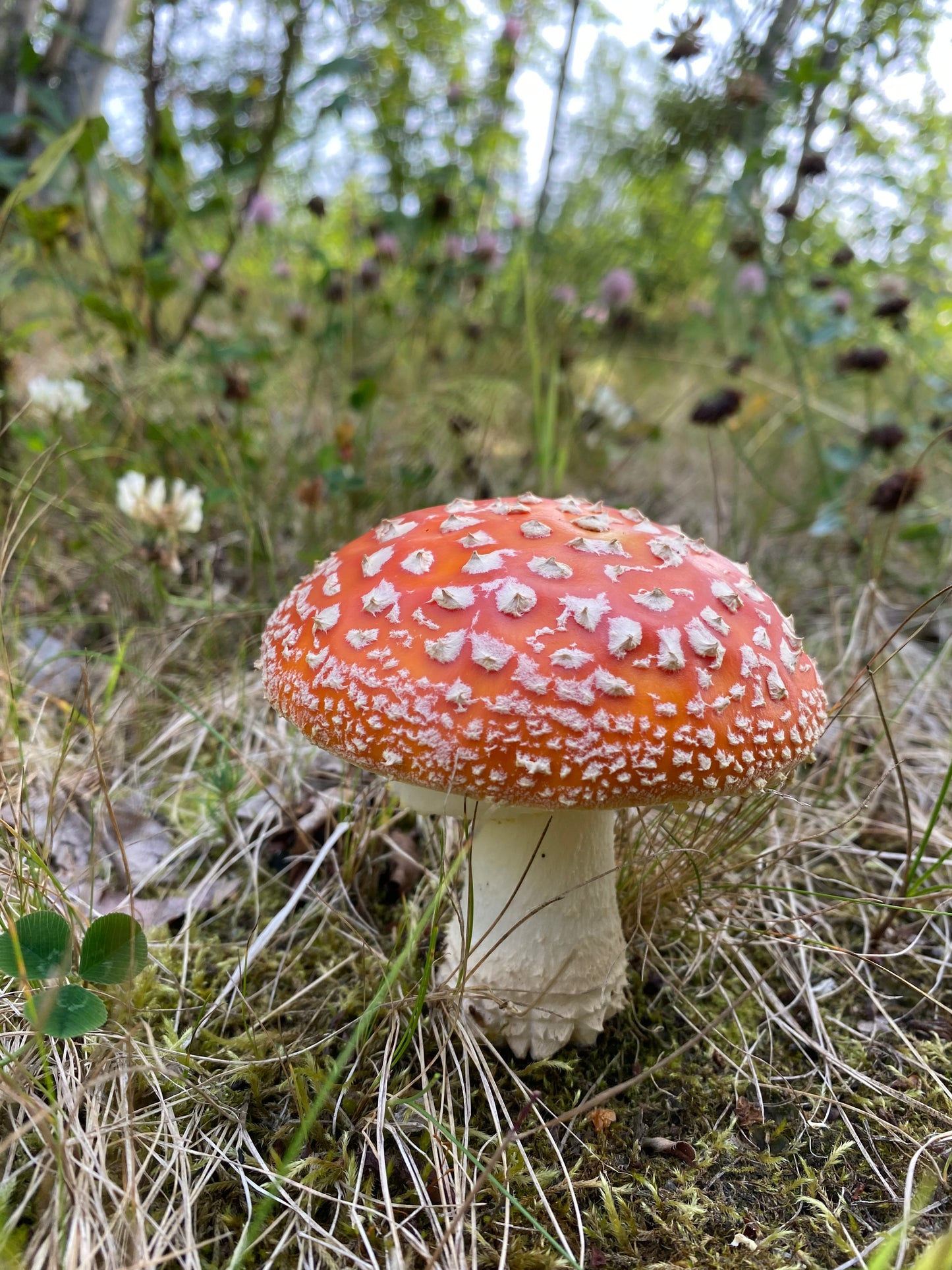 Amanita Muscaria Mushroom Essence